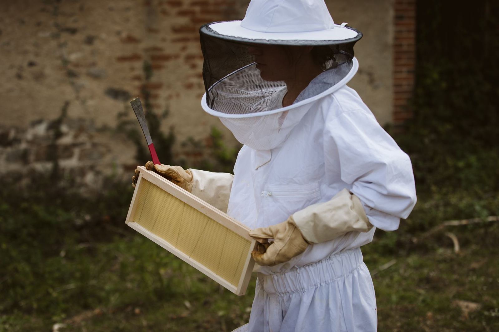 Initiation à l'apiculture